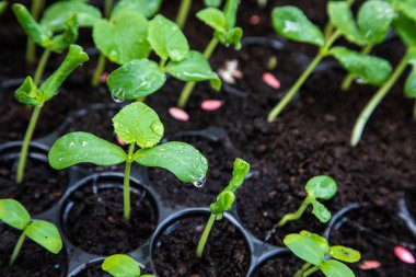 Sera altında Fide tepsisinde organik kavun fidesi.