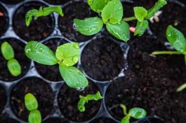 Sera altında Fide tepsisinde organik kavun fidesi.