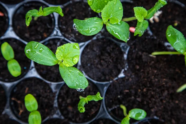Sera altında Fide tepsisinde organik kavun fidesi.