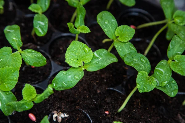 Sera altında Fide tepsisinde organik kavun fidesi.