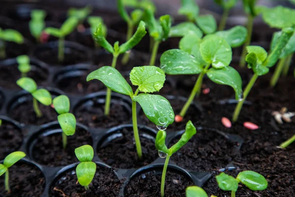 Bibit melon organik di baki bibit di bawah rumah kaca . — Stok Foto