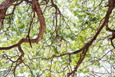 Yeşil ağaç yaprak doğada