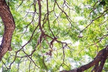 Yeşil ağaç yaprak doğada