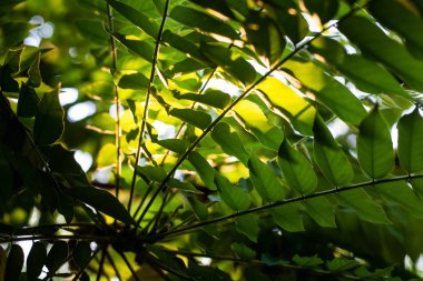 Doğada ağaç yeşil yaprak