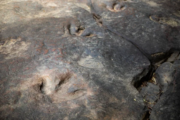 Kalasin eyaletinde Dinosaur ayak izleri Amphoe na Khu, Tayland.
