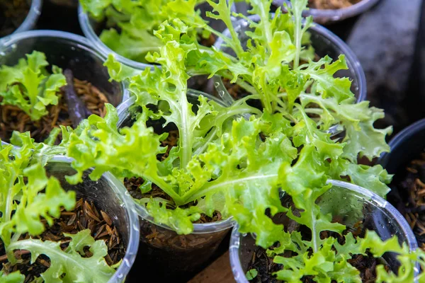 Planta vegetal de alface verde orgânica tailandesa na fazenda Garden para ag — Fotografia de Stock