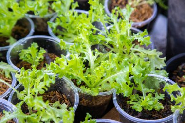 Tay Organik yeşil marul sebze bitki Bahçe çiftlikte ag için