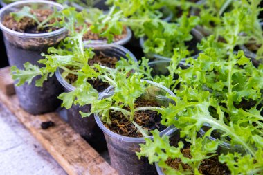 Tay Organik yeşil marul sebze bitki Bahçe çiftlikte ag için