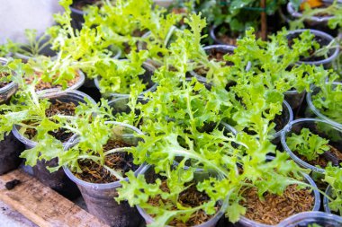 Tay Organik yeşil marul sebze bitki Bahçe çiftlikte ag için