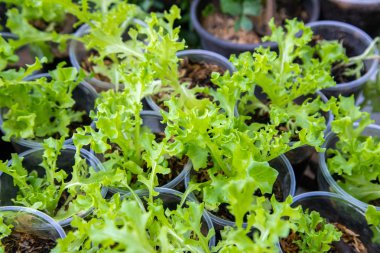 Tay Organik yeşil marul sebze bitki Bahçe çiftlikte ag için