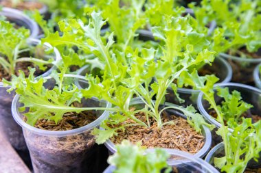 Tay Organik yeşil marul sebze bitki Bahçe çiftlikte ag için