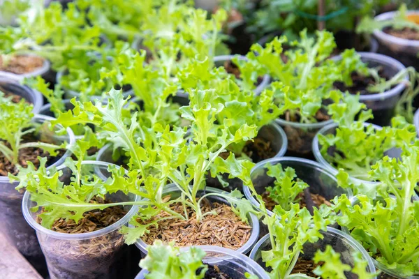 Planta vegetal de alface verde orgânica tailandesa na fazenda Garden para ag — Fotografia de Stock