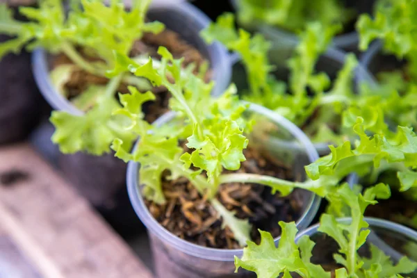 Planta vegetal de alface verde orgânica tailandesa na fazenda Garden para ag — Fotografia de Stock