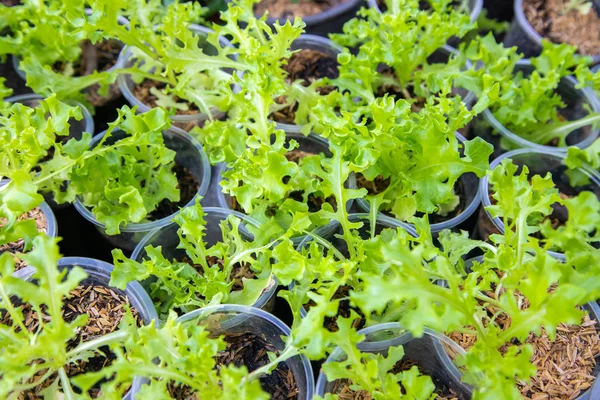 Thai Organic lechuga verde planta vegetal en la granja de jardín para ag —  Fotos de Stock