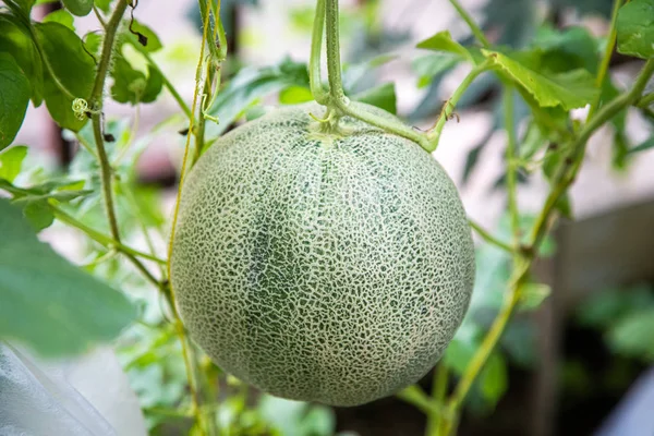 Organic melon farm in garden home for agriculture concept
