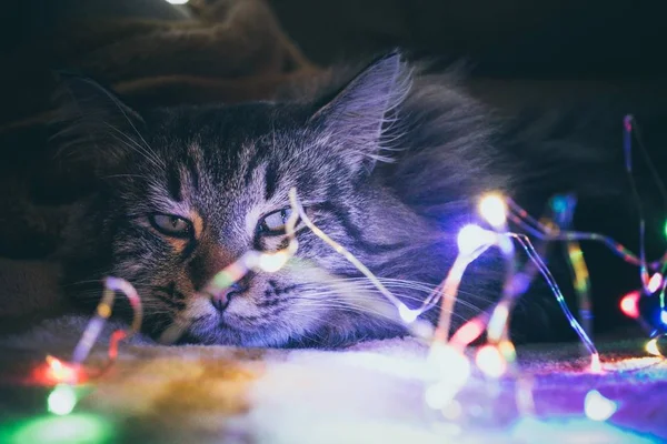 Yeni yıl gürültüsünden yorgun kedi