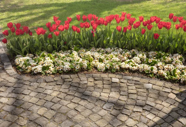 Pavimentazione Modello Lungo Marciapiede Lastricato Piantato Aiuola Con Bellissimi Tulipani — Foto Stock