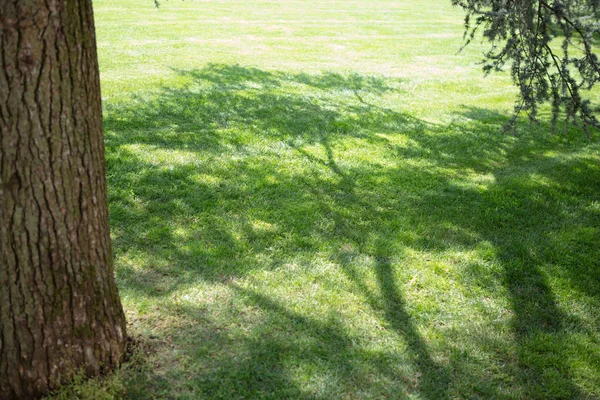 Tree shadow on short green grass in spring, shade of a tree branches on turf grass in garden