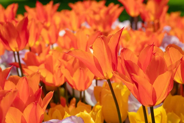 Beautiful Orange Yellow Tulip Fields Low Angle Close View — Stock Photo, Image
