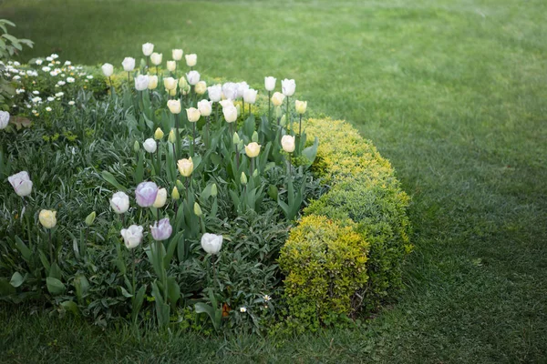 在草坪角度的观赏性花园灌木 明亮的白色和紫色的郁金香与修剪整齐的草坪形成鲜明对比 — 图库照片
