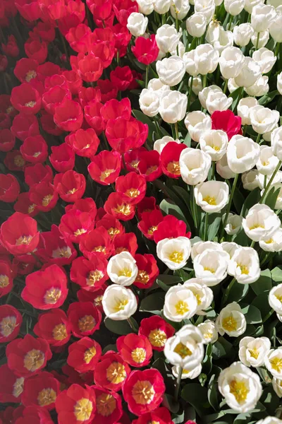 Flower tulips background . White and red  tulips field under spring sunlight. Famous beautiful flower bloom in spring day. Top view