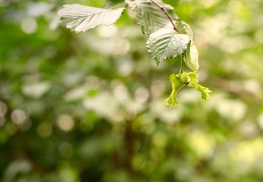 Yeşil fındık dalı. Fındık büyüyen fındık. Fındık bush. Seçici odak