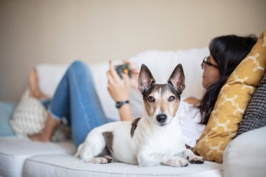 Bir kanepe ile cep telefonu ile odak uyanık kameraya bakarak köpek için uyarı sadık küçük köpek sahibi bir genç kadın olarak yanında yalan rahatlatır