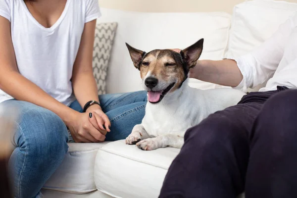 Mutlu bir gülümseme ve bir kanepe adam tarafından okşadı sahipleri arasında yatan zevk içinde kapalı gözleri mutlu köpek