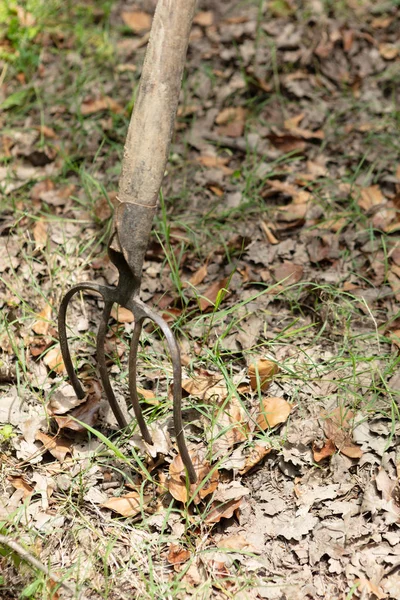 Alte Klassische Rostige Mistgabel Aus Metall Mit Holzgriff Mit Abgestorbenen — Stockfoto