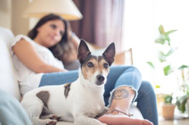 Şirin uyarı küçük terrier köpek bir kanepe evde ile rahatlatıcı bir genç kızın ayaklarına yatan düşük açılı odak köpek kapat