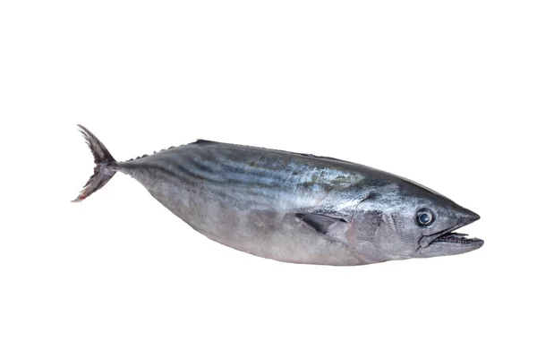 大西洋鲣鱼 香港戒毒会香港戒毒会 是一个大型鲭鱼般的鱼类的家庭同种在白色背景 — 图库照片