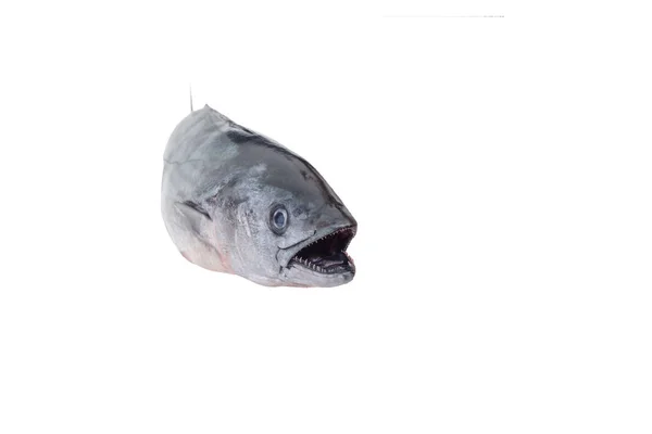 Atlantic Bonito Sarda Sarda Large Mackerel Fish Family Scombridae White — Stock Photo, Image