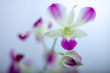Güzel makro görünümü orkide bir renk arka plan üzerinde seçici yumuşak odak izole. Canlı tropikal orkide çiçek, çiçek arka plan.