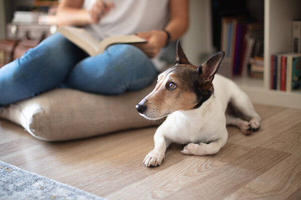 Cute little Jack Russell lying floor in a living room while its owner sitting on a cushion