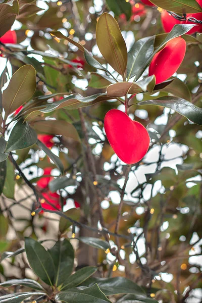Czerwone serca wisi na gałęzi drzewa magnolii — Zdjęcie stockowe