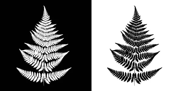 Fern Immagine Vettoriale Bianco Nero Silhouette Felce Nera Isolata Sfondo — Vettoriale Stock