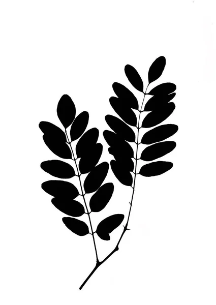 アカシアの葉 黒いシルエットの白い背景で隔離 マクロ — ストック写真
