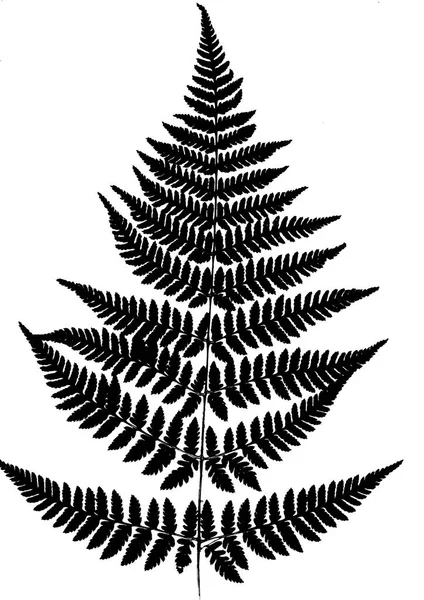 Eğreltiotu Yaprakları Beyaz Arka Plan Üzerinde Izole Siyah Siluet Makro — Stok fotoğraf