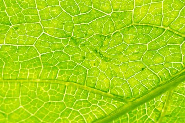 Makro doku yeşil yaprak