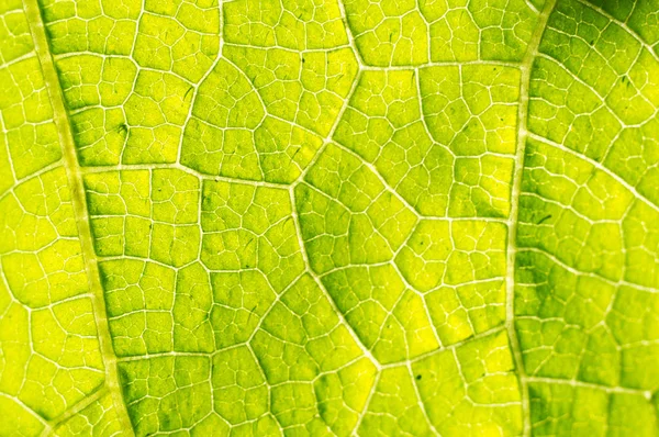 Macro Texture Green Leaf — Stock Photo, Image