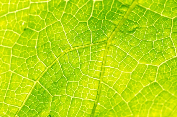 Textura Macro Hoja Verde —  Fotos de Stock
