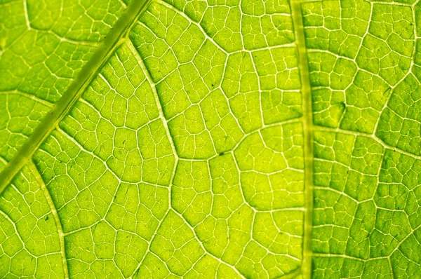 緑の葉の葉脈のテクスチャ — ストック写真