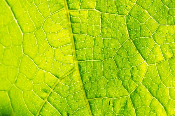 Macro Texture Green Leaf — Stock Photo, Image