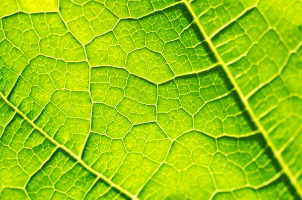 Macro Texture Green Leaf — Stock Photo, Image