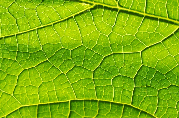 Macro Texture Green Leaf — Stock Photo, Image