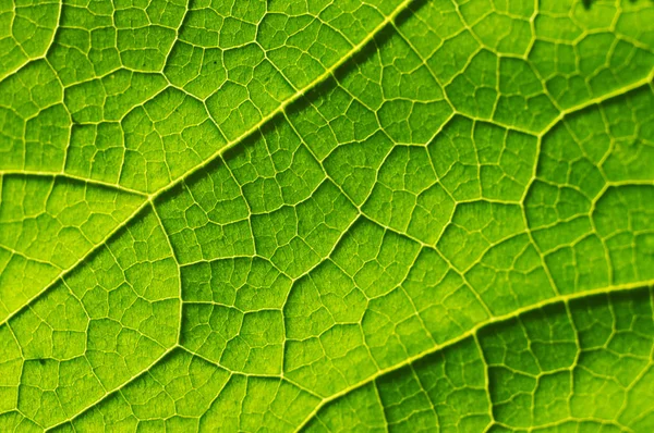 Macro Texture Green Leaf — Stock Photo, Image