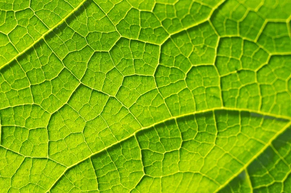 Macro Texture Green Leaf — Stock Photo, Image