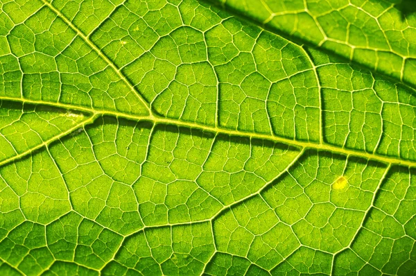 Macro Textuur Van Groene Blad — Stockfoto