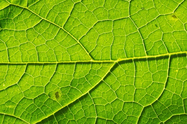 緑の葉の葉脈のテクスチャ — ストック写真