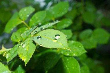 Yeşil çiy damlaları bırakır. Güzel doğa arka plan ile sabah taze yaprak yeşil şeffaf yağmur su bırakır. Damlacıkları, Bahar yakın çekim makro yaz aylarında açık havada. Doğal arka plan.